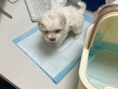-联合动物医院(光谷诊疗中心)