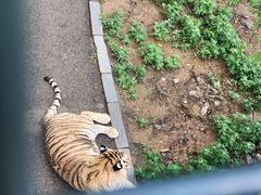 -大连森林动物园