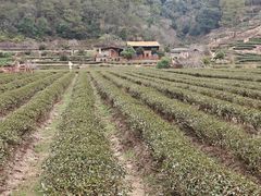 -武夷山风景名胜区-虎啸岩