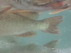 -新疆风味冷水鱼庄(友谊峰路店)