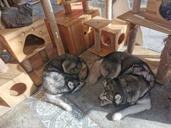 -more than meow吴止猫主题餐厅(承德 中船汇店)