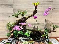 -广州白天鹅宾馆