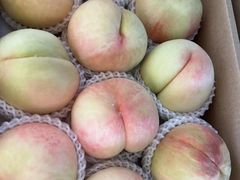 -南汇新场正宗水蜜桃采摘