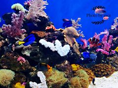 -烟台海昌鲸鲨海洋公园