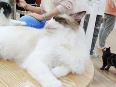 -李小姐の猫咖啡馆(五角场店)