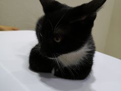 -伟伟宠物医院·瑞派猫友好医院·猫科(光谷店)