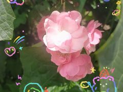 -紫颐香薰山谷景区