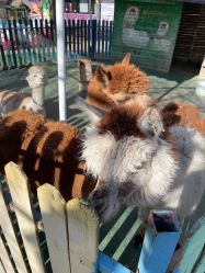 -萌宠亲子动物乐园(槐房万达店)