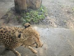 -上海野生动物园