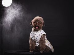 -汪说喵讲宠物乐园宠物酒店(红星美凯龙店)