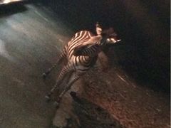 iphone_upload_pic-清迈夜间动物园