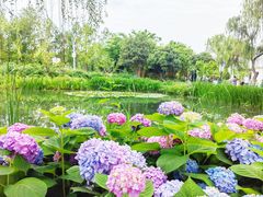 -金银湖国家城市湿地公园