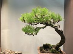 -双季花艺园艺市场(浦东店)