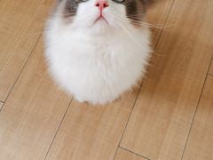 -艾贝尔宠物诊疗