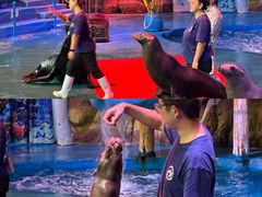 -烟台海昌鲸鲨海洋公园