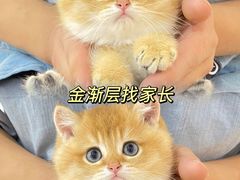 -lincat·猫舍(广州店)