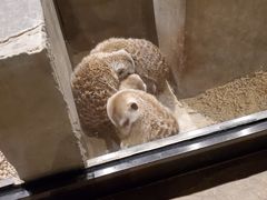 -zoonana室内动物园(东方福来德店)