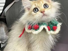 -1013 PET SHOP精品宠物商店(丁香店)