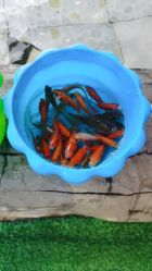 -可可天空农场(中大店)