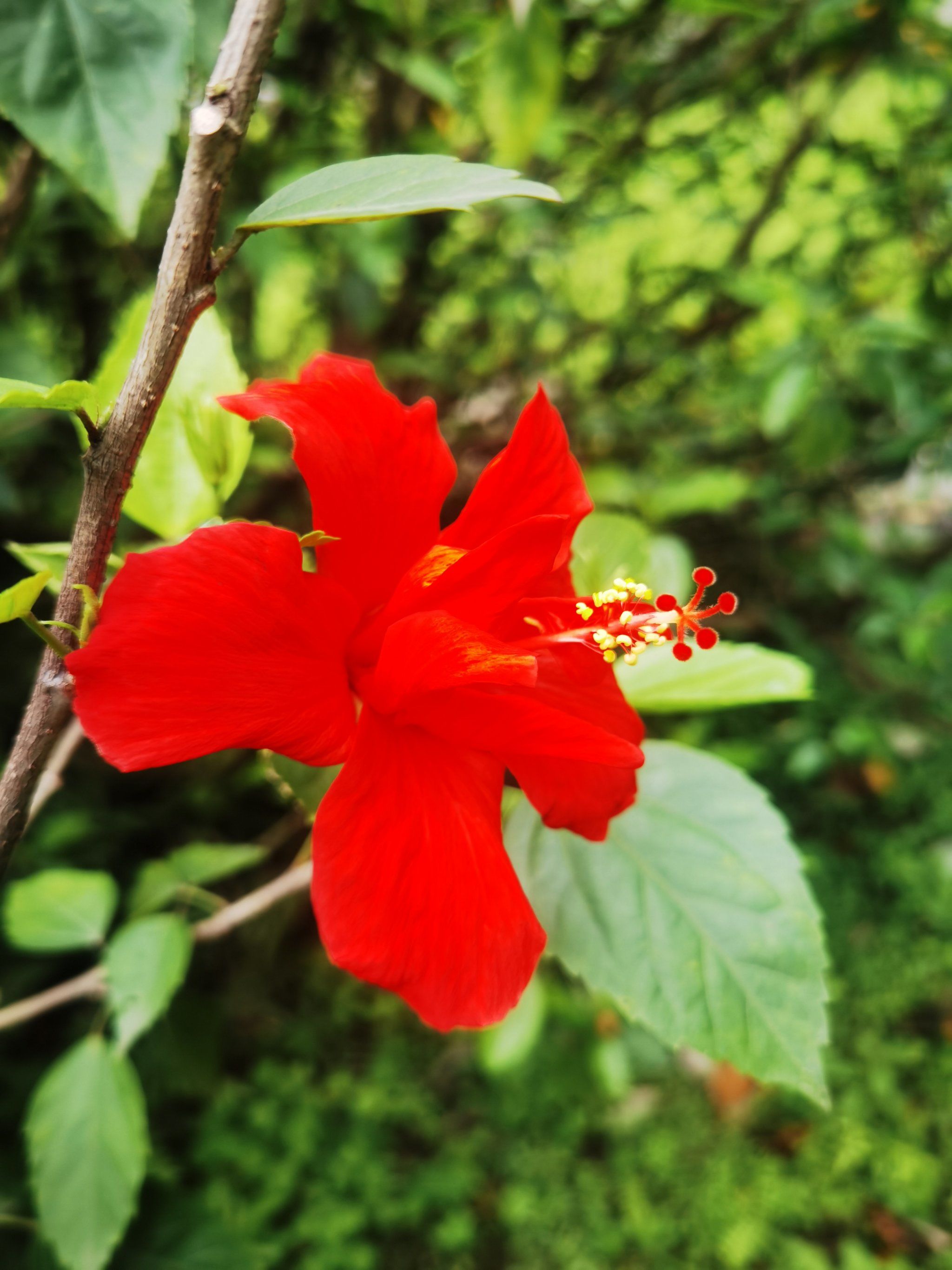 朱瑾又名扶桑南宁市花