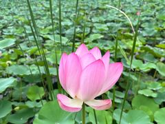 -上海鲜花港