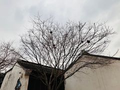 -青果巷历史文化街区