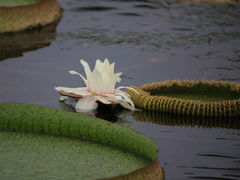 -荷塘月色湿地公园·向阳花洲