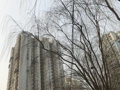 -芍药居北里