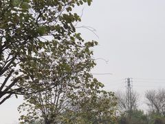 -江门古劳水乡旅游区