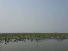 -微山湖红荷湿地景区