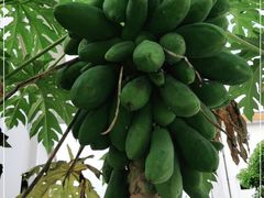 -云溪植物园