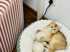 -欣宠猫屋·矮脚拿破仑·蓝金金渐层
