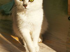-中农国际动物医院24小时·猫科·骨科·急重症中心