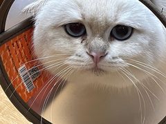-滚猫咖啡·猫咖·猫友好撸猫(未来城店)