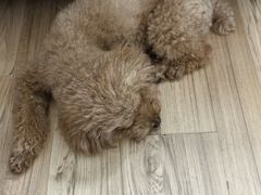-美联众合动物医院·24h转诊中心