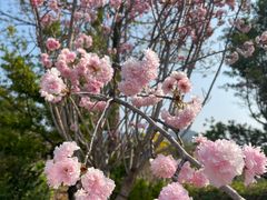 -天适樱花悠乐园
