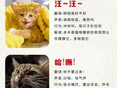 -申普宠物医院·心脏介入·心血管微创(总院)