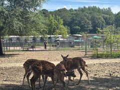 -哈尔滨北方森林动物园