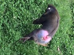 秦岭野生动物园-西安秦岭野生动物园