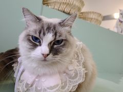 -怪兽屋·羊驼·猫咖·狗咖(俊华广场店)