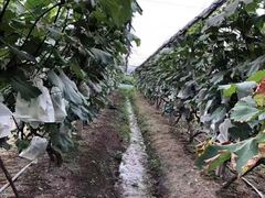 -马陆小张葡萄园农家乐