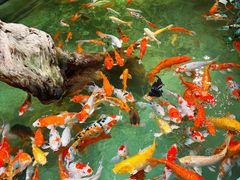 -正佳雨林生态植物园