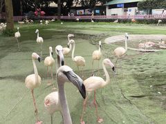 -广州长隆飞鸟乐园