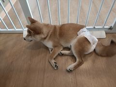 -南京Hallo宠物乐园·哈罗犬舍·柴犬繁育基地