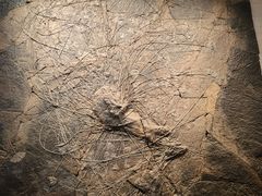 -浙江自然博物院(杭州馆)