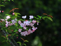 -两河城市森林公园