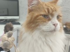 -喵园·猫主题咖啡厅·撸猫·猫咖(国贸店)