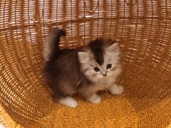 -猫咪派对(江南西店)