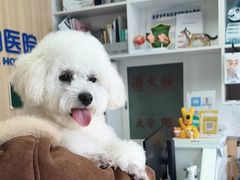 -宠福鑫康馨动物医院·骨科·眼科