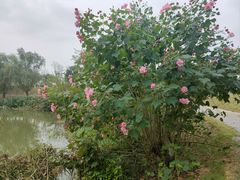 -洋湖国家湿地公园